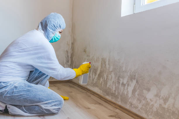 Black mold inspection in Magnolia